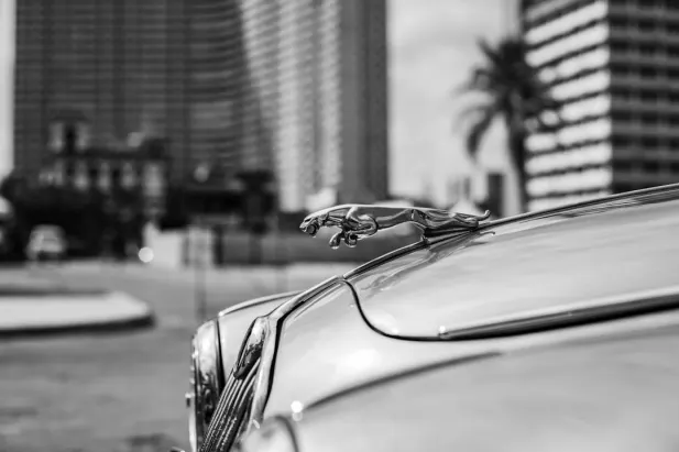 Kazino Loyal Bet Android/iOS programa